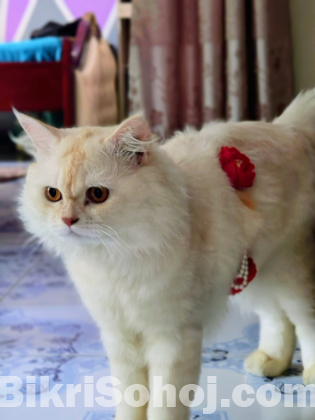 Persian cat (Male)